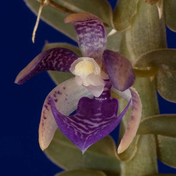 Dichaea filiarum